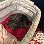 cat, tabby_cat, sleeping, bassinet, baby_bassinet, blanket, towel, red_cloth, mesh_sides, warning_label, floor, wood_floor, apron, mickey_mouse, indoor, cozy, pet, resting, fur, animal