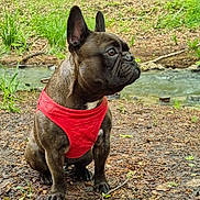 Praline a rejoint le concours — aidez-le/la à gagner de superbes lots ! dog, french_bulldog, red_harness, forest, stream, leaves, twigs, outdoor, nature, animal, pet, sitting, canine, brown_dog, ears_up, alert, ground, water, greenery, daylight