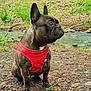 dog, french_bulldog, red_harness, forest, stream, leaves, twigs, outdoor, nature, animal, pet, sitting, canine, brown_dog, ears_up, alert, ground, water, greenery, daylight