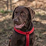 dog, labrador, chocolate_labrador, canine, pet, animal, outdoor, nature, grass, harness, brown, happy, tongue_out, mammal, portrait, sitting, daylight, blurred_background, friendly, companion