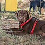 dog, brown_dog, red_harness, grass, outdoor, pet, animal, canine, lying_down, curious, puppy, nature, playful, two_dogs, background, young_dog, mammal, field, daytime, closeup