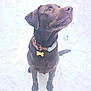 dog, labrador, chocolate_lab, snow, outdoor, pet, animal, collar, tag, winter, fur, canine, sitting, looking_up, playful, cute, adorable, nature, daylight, paw