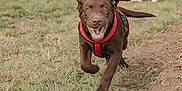 Austin a rejoint le concours — aidez-le/la à gagner de superbes lots ! active, animal, brown_dog, canine, closeup, daylight, dog, ears_flapping, grass, happy, motion, muddy_ground, nature, outdoor, pet, playful, puppy, red_harness, running, smiling