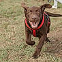 dog, puppy, running, grass, outdoor, happy, brown_dog, pet, canine, playful, red_harness, ears_flapping, smiling, animal, nature, muddy_ground, motion, closeup, active, daylight