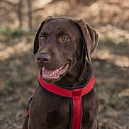 Austin a rejoint le concours — aidez-le/la à gagner de superbes lots ! animal, blurred_background, brown_fur, canine, chocolate_labrador, companion, dog, ears, friendly, grass, happy, harness, labrador, mammal, nature, outdoor, pet, portrait, sitting, tongue_out
