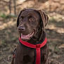 animal, blurred_background, brown_fur, canine, chocolate_labrador, companion, dog, ears, friendly, grass, happy, harness, labrador, mammal, nature, outdoor, pet, portrait, sitting, tongue_out
