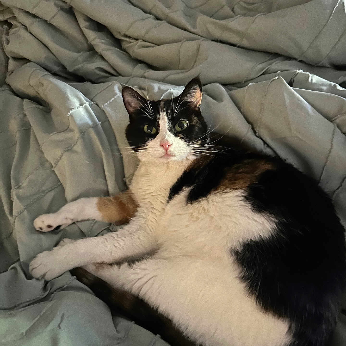 Tinkerbell joined the competition — help win amazing prizes! animal, bed, blanket, cat, furniture, kitten, manx, pet, quilt