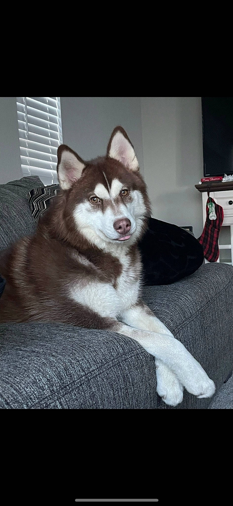 Athena is registered to the contest to win money with this photo: ancient_dog_breeds, canidae, canis, carnivore, companion_dog, couch, dog, dog_breed, fang, fur, grey, non_sporting_group, siberian_husky, sled_dog, sporting_group, terrestrial_animal, whiskers, wolf, working_animal, working_dog