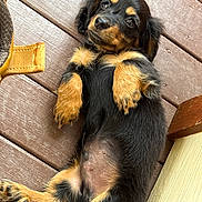 Teddy is registered to the contest to win money with this photo: puppy, dog, black_and_tan, lying_down, wooden_deck, pet, cute, fluffy, young_dog, playful, relaxed, fur, animal, domestic_animal, outdoor, looking_at_camera, adorable, small_dog, canine, resting