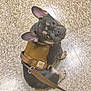 Hollis joined the competition — help win amazing prizes! dog, french_bulldog, pet, animal, leash, harness, floor, tile_floor, brown, black, sitting, looking_up, ears_up, indoor, cute, small_dog, companion, canine, alert, domestic