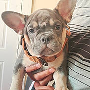 Hollis joined the competition — help win amazing prizes! puppy, dog, french_bulldog, pet, indoor, collar, ears, cute, animal, person, hand, striped_shirt, closeup, face, expression, brown, gray, white, background, holding