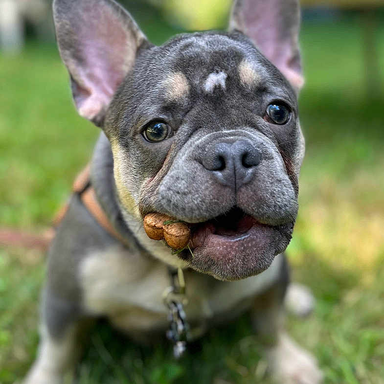 Hollis joined the competition — help win amazing prizes! animal, black, brown, canine, closeup, collar, cute, dog, ears, eyes, face, french_bulldog, grass, leash, outdoor, pet, playful, puppy, snout, tongue