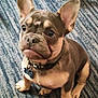 Hollis is registered to the contest to win money with this photo: dog, puppy, french_bulldog, indoor, blue_carpet, collar, name_tag, paw, foot, ears, cute, pet, animal, young, sitting, looking_up, brown, white, floor, close_up
