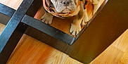 Hollis is registered to the contest to win money with this photo: dog, puppy, french_bulldog, pet, animal, indoor, wood_floor, chair_legs, orange_harness, cute, looking_up, small_dog, flooring, domestic_animal, young_dog, ears, sitting, floor, wood, curious
