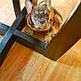 dog, puppy, french_bulldog, pet, animal, indoor, wood_floor, chair_legs, orange_harness, cute, looking_up, small_dog, flooring, domestic_animal, young_dog, ears, sitting, floor, wood, curious
