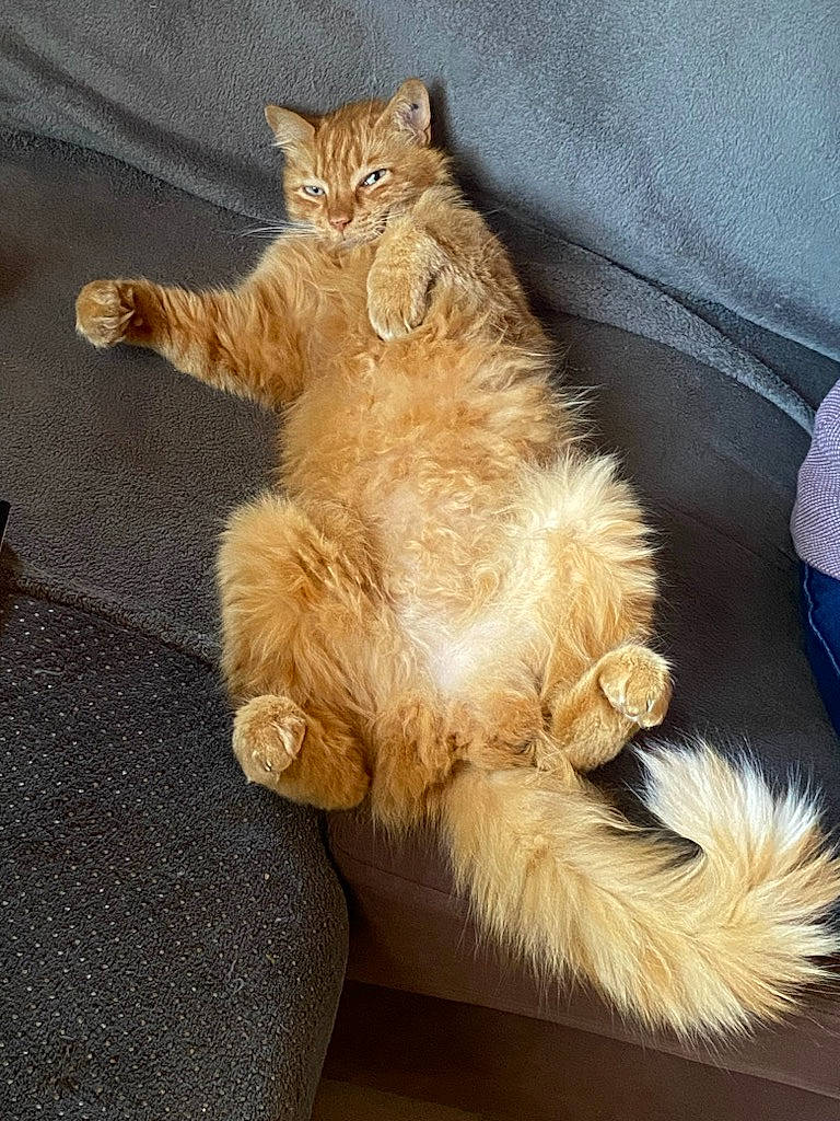 Nougat participe au concours pour gagner de l'argent avec cette photo : canidae, carnivore, cat, claw, comfort, companion_dog, dog_breed, domestic_short_haired_cat, fawn, felidae, foot, fur, human_leg, paw, sitting, small_to_medium_sized_cats, snout, tail, terrestrial_animal, whiskers