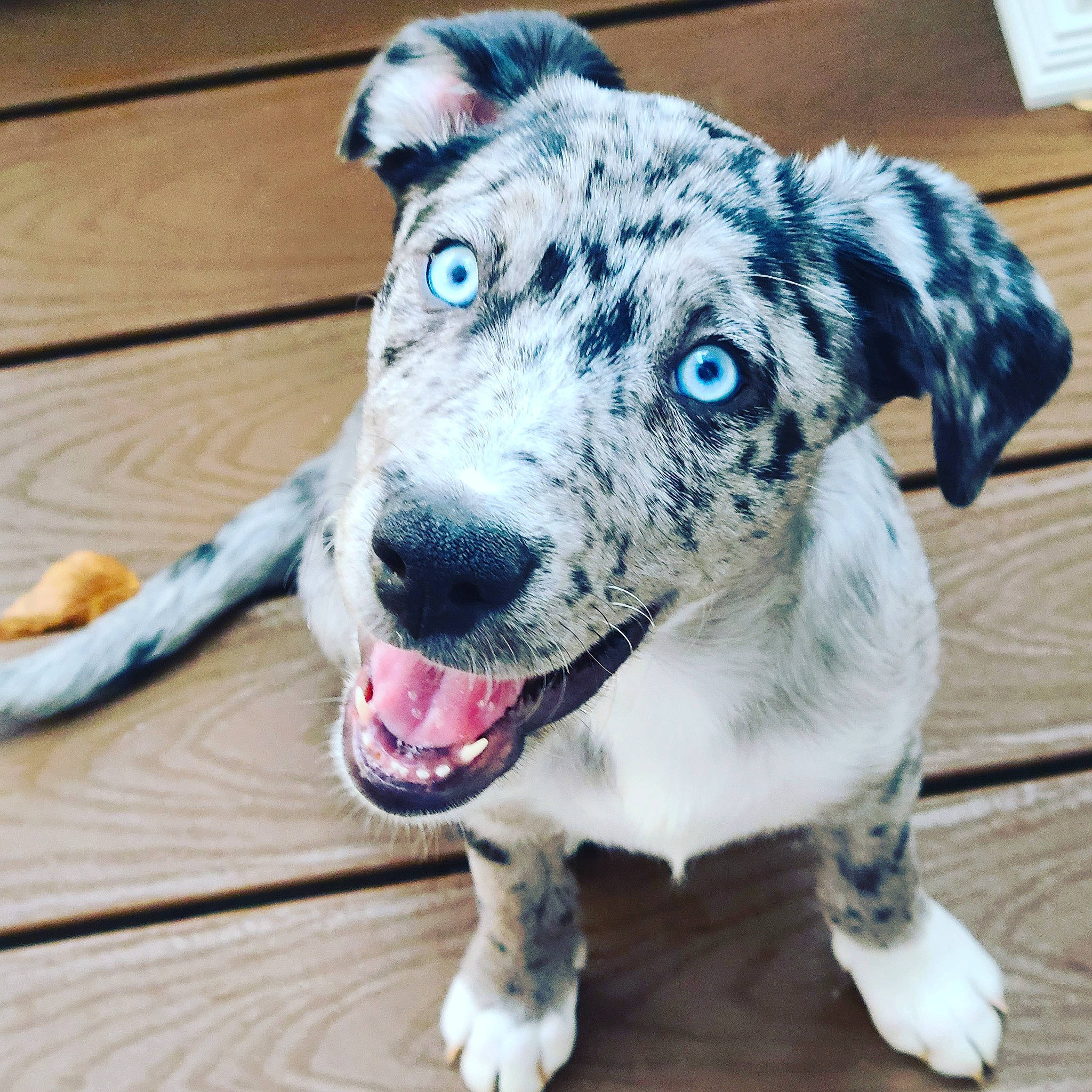 Lincoln joined the competition — help win amazing prizes! australian_cattle_dog, canidae, carnivore, collar, companion_dog, dog, dog_breed, dog_collar, fur, hardwood, metal, puppy, snout, sporting_group, terrestrial_animal, whiskers, wood, working_animal, working_dog