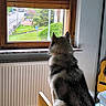 Amber participe au concours pour gagner de l'argent avec cette photo : dog, window, chair, indoor, wooden, guitar, radiator, greenery, outdoor, suburban, tree, flowering_tree, pet, fur, calm, looking, daylight, home, floor, wall