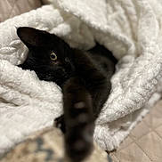 Hazel Bean joined the competition — help win amazing prizes! black_cat, kitten, blanket, fluffy, cozy, stretching_paw, sleepy, indoor, soft_texture, cute, pet, animal, fur, comfort, resting, close_up, warm, home, relaxed, snuggled