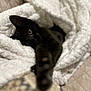 black_cat, kitten, blanket, fluffy, cozy, stretching_paw, sleepy, indoor, soft_texture, cute, pet, animal, fur, comfort, resting, close_up, warm, home, relaxed, snuggled