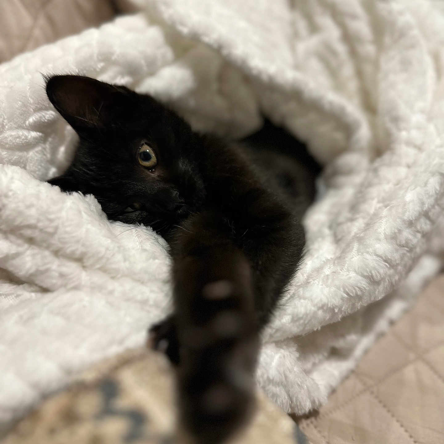 Hazel Bean joined the competition — help win amazing prizes! animal, black_cat, blanket, close_up, comfort, cozy, cute, fluffy, fur, home, indoor, kitten, pet, relaxed, resting, sleepy, snuggled, soft_texture, stretching_paw, warm