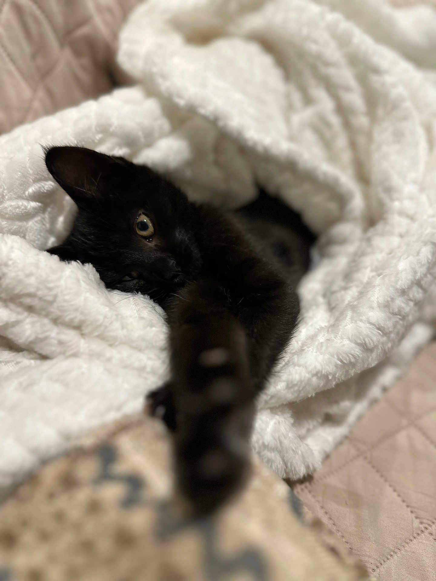 Hazel Bean joined the competition — help win amazing prizes! black_cat, kitten, blanket, fluffy, cozy, stretching_paw, sleepy, indoor, soft_texture, cute, pet, animal, fur, comfort, resting, close_up, warm, home, relaxed, snuggled
