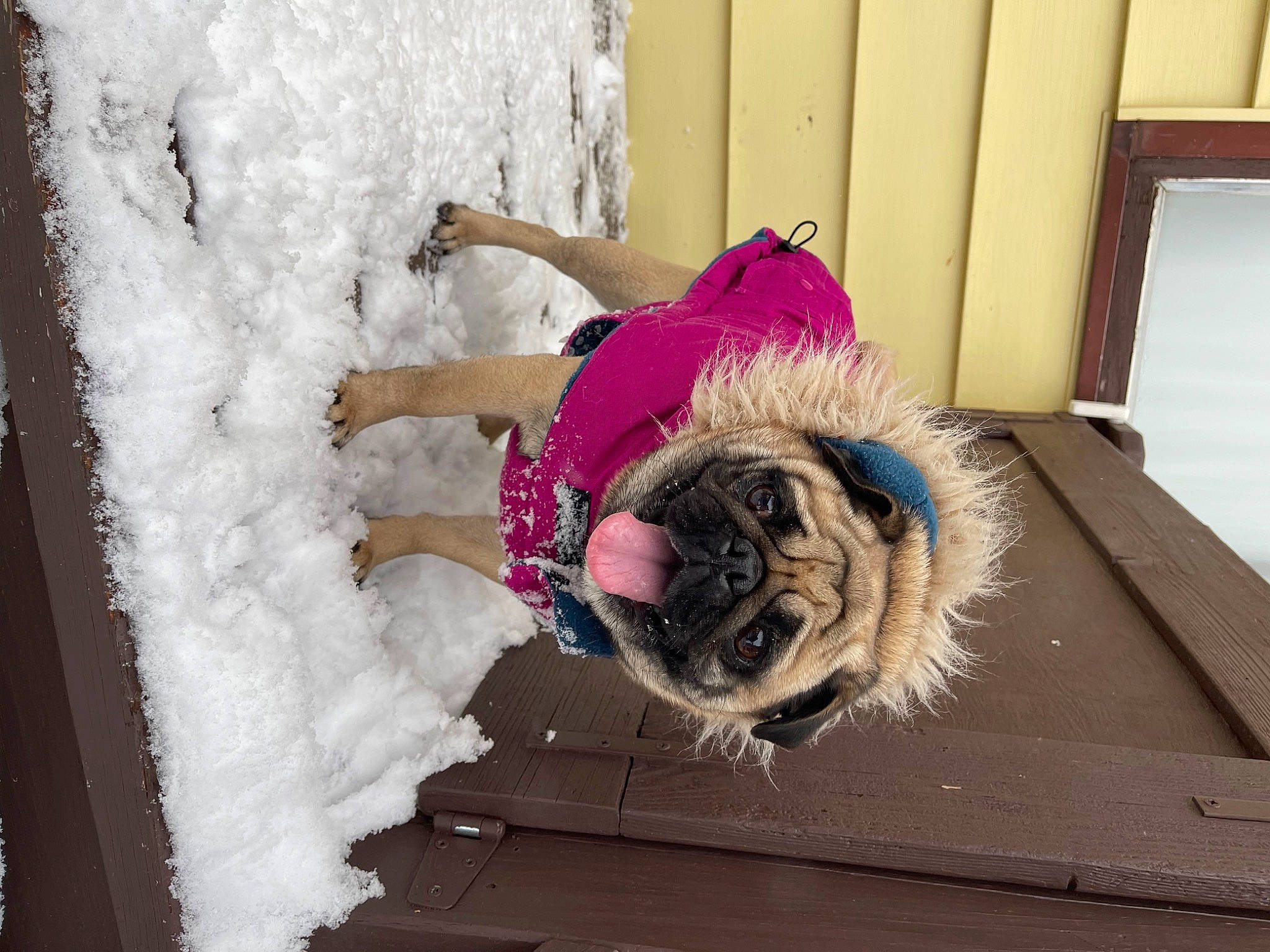 Paisley joined the competition — help win amazing prizes! carnivore, collar, companion_dog, dog, dog_breed, door, eye, fawn, felidae, freezing, fur, magenta, snout, snow, sporting_group, tail, tints_and_shades, window, wood, working_animal