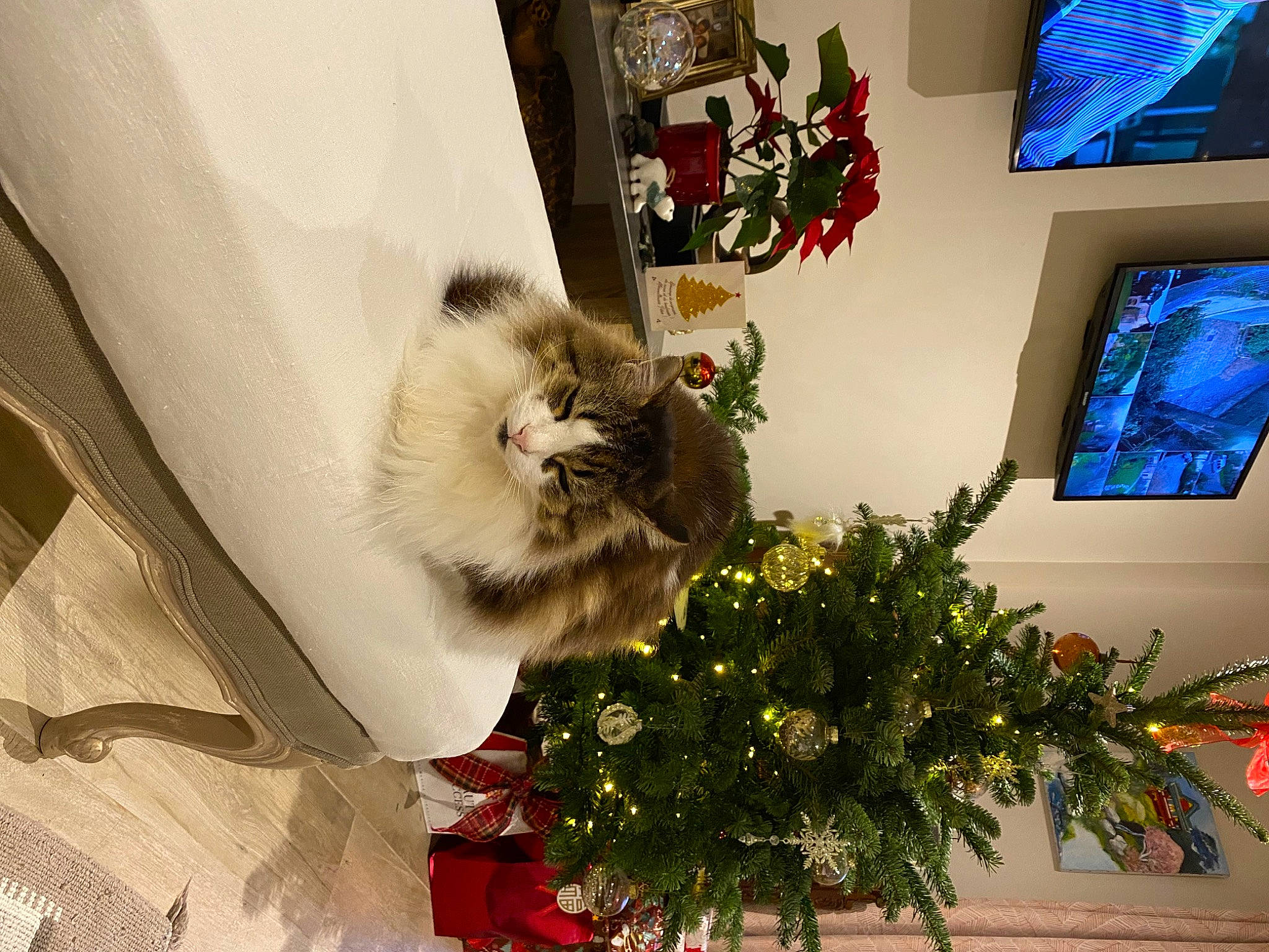 Milly a rejoint le concours — aidez-le/la à gagner de superbes lots ! carnivore, cat, christmas_ornament, christmas_tree, event, felidae, flower, flower_arranging, flowerpot, house, houseplant, leaf, picture_frame, plant, small_to_medium_sized_cats, tree, whiskers, white, window, wood