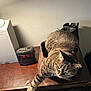 animal, boots, box, cat, clock, cozy, domestic, feline, furniture, household, indoor, paw, pet, relaxed, resting, stretching, striped, tabby, table, wood