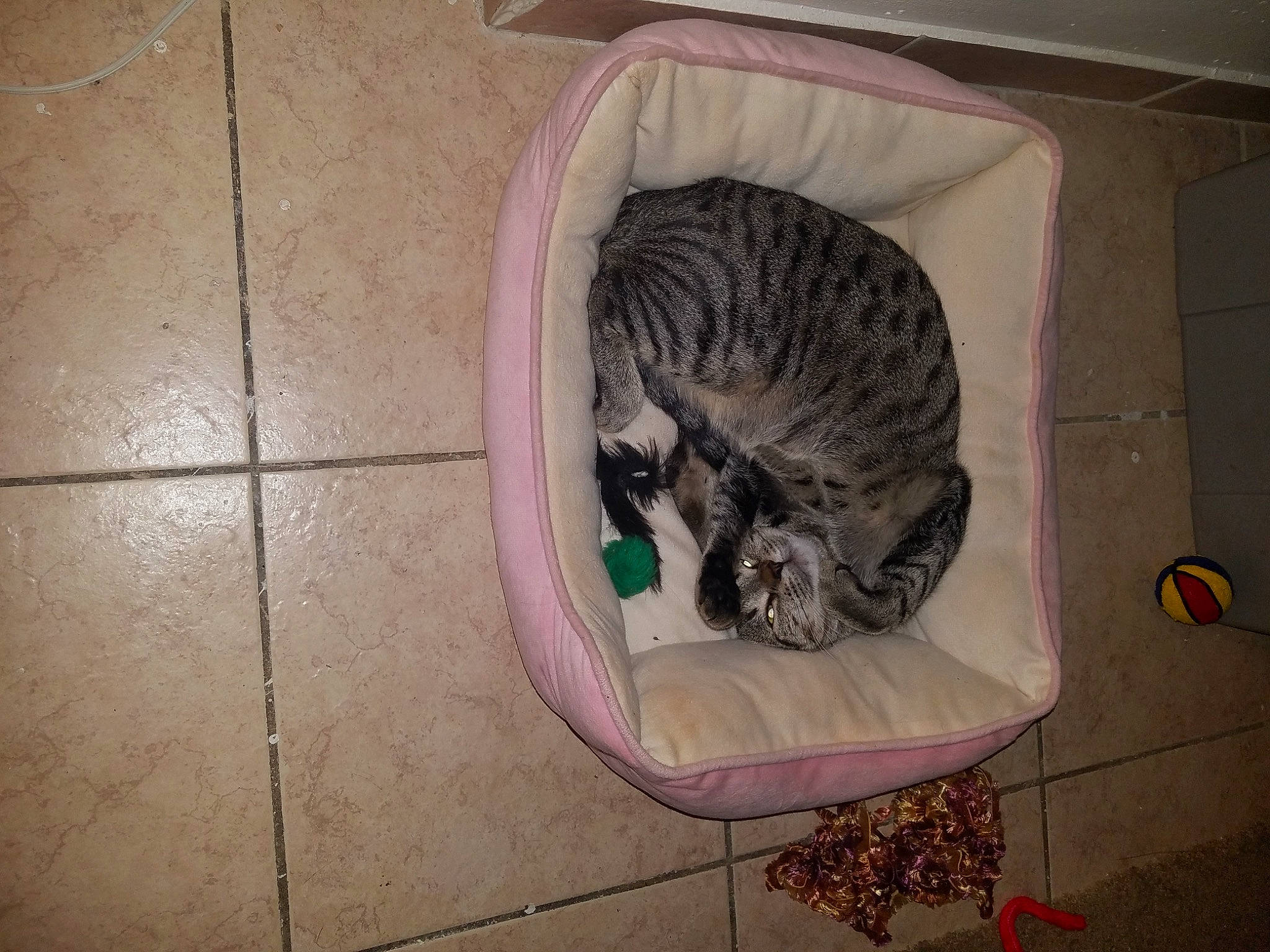 Diesel is registered to the contest to win money with this photo: automotive_tire, carnivore, cat, chinchilla, comfort, domestic_short_haired_cat, felidae, floor, flooring, fur, hardwood, pet_supply, plant, small_to_medium_sized_cats, snout, tail, terrestrial_animal, whiskers, wildlife, wood