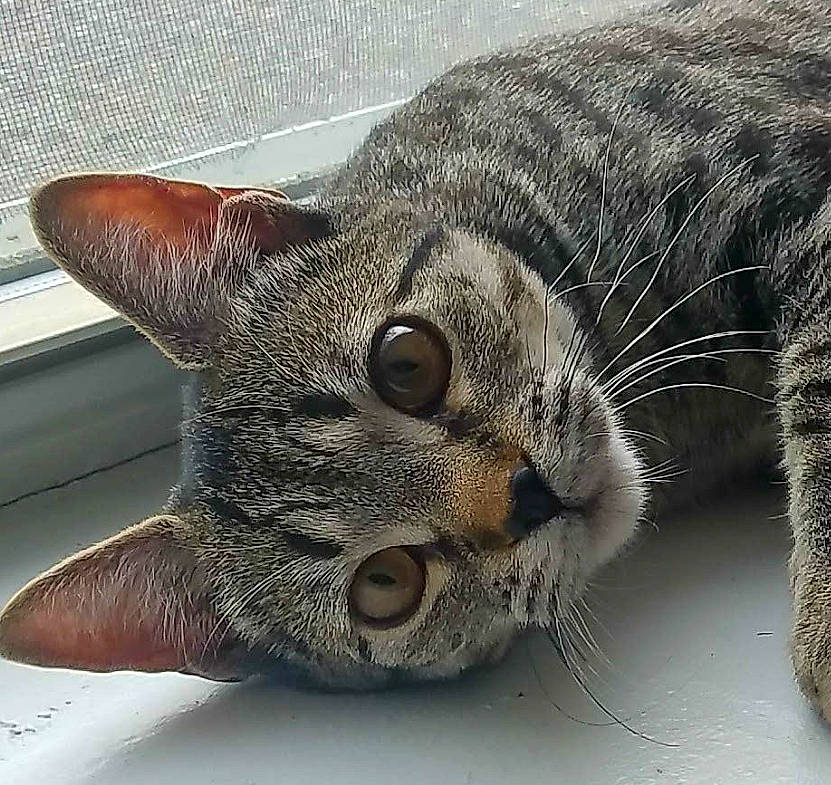 Diesel joined the competition — help win amazing prizes! carnivore, cat, claw, comfort, domestic_short_haired_cat, eye, felidae, fur, grey, head, paw, small_to_medium_sized_cats, snout, terrestrial_animal, whiskers