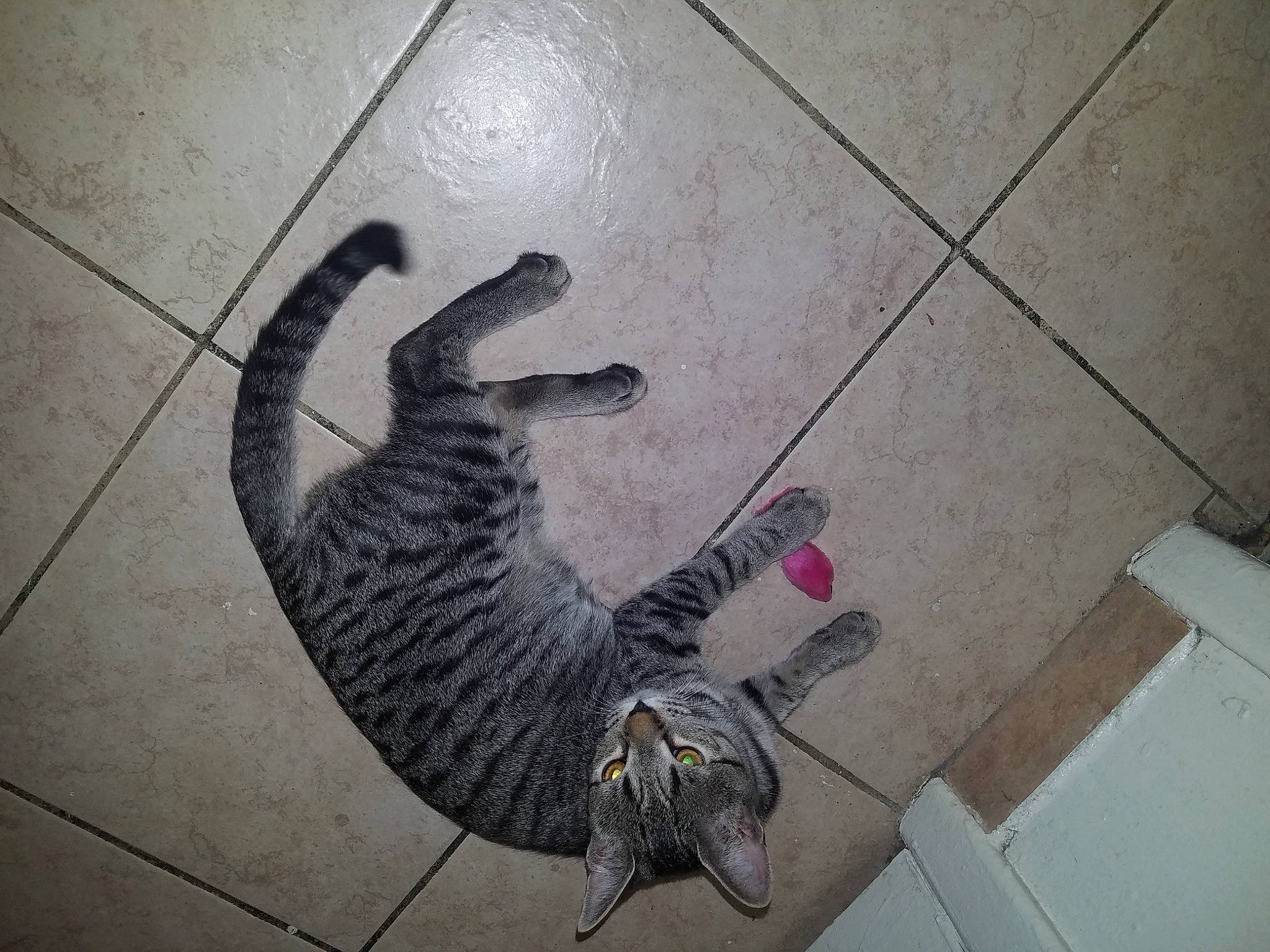 Diesel joined the competition — help win amazing prizes! art, concrete, floor, flooring, font, foot, grey, hardwood, human_leg, illustration, metal, plumbing_fixture, road_surface, shadow, sidewalk, small_to_medium_sized_cats, tail, tile, visual_arts, wood