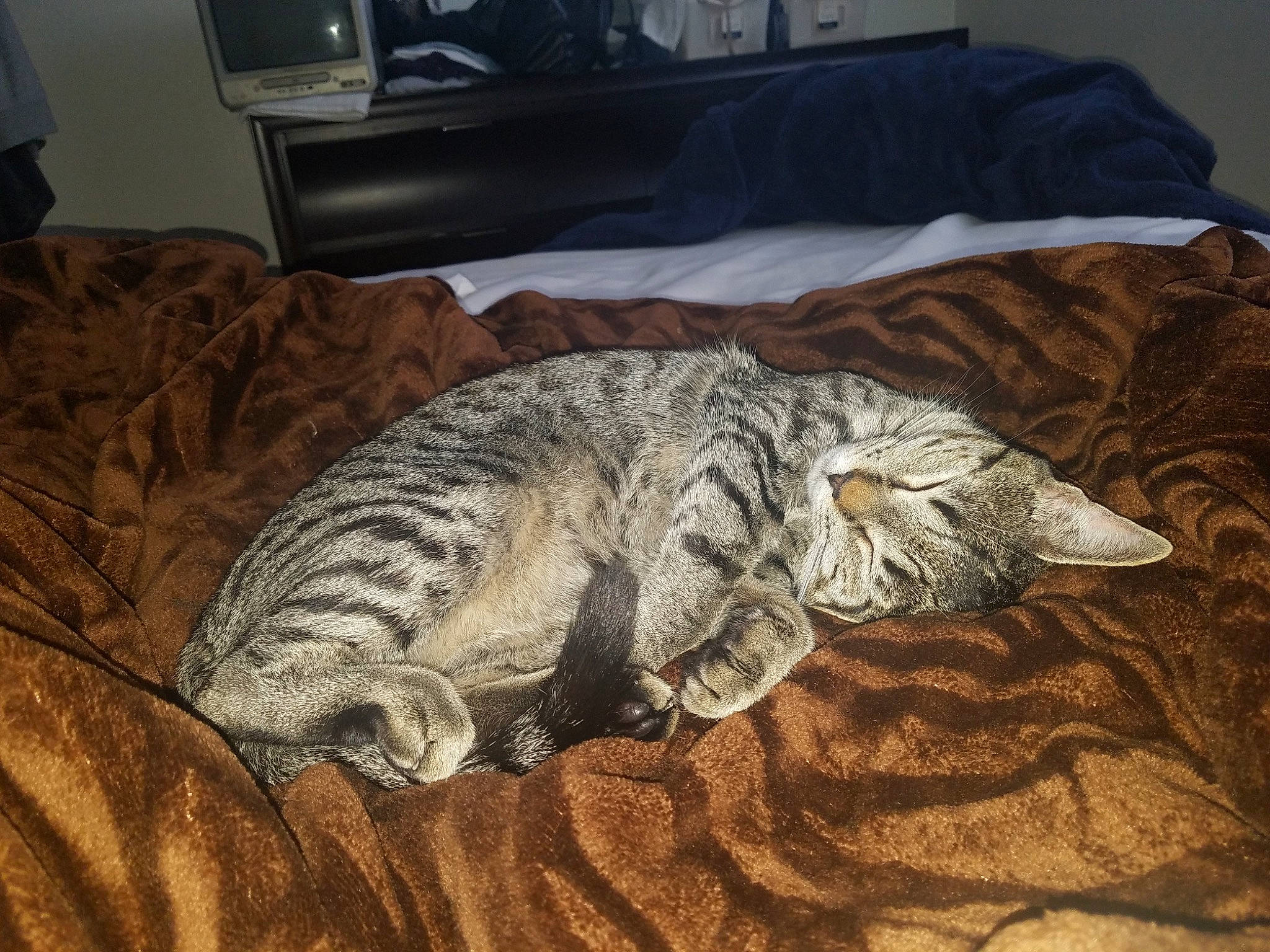 Diesel is registered to the contest to win money with this photo: analog_television, bed, carnivore, cat, comfort, couch, domestic_short_haired_cat, felidae, flooring, grey, home_appliance, kitchen_appliance, linens, pattern, room, small_to_medium_sized_cats, tail, television, whiskers, wood