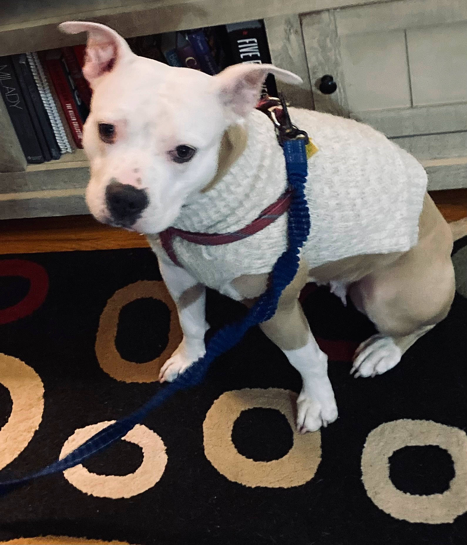 Lady joined the competition — help win amazing prizes! canidae, carnivore, collar, companion_dog, dog, dog_breed, dog_clothes, dog_collar, dog_supply, fawn, flooring, fur, linens, mammal, pet_supply, snout, sporting_group, terrier, whiskers, working_animal