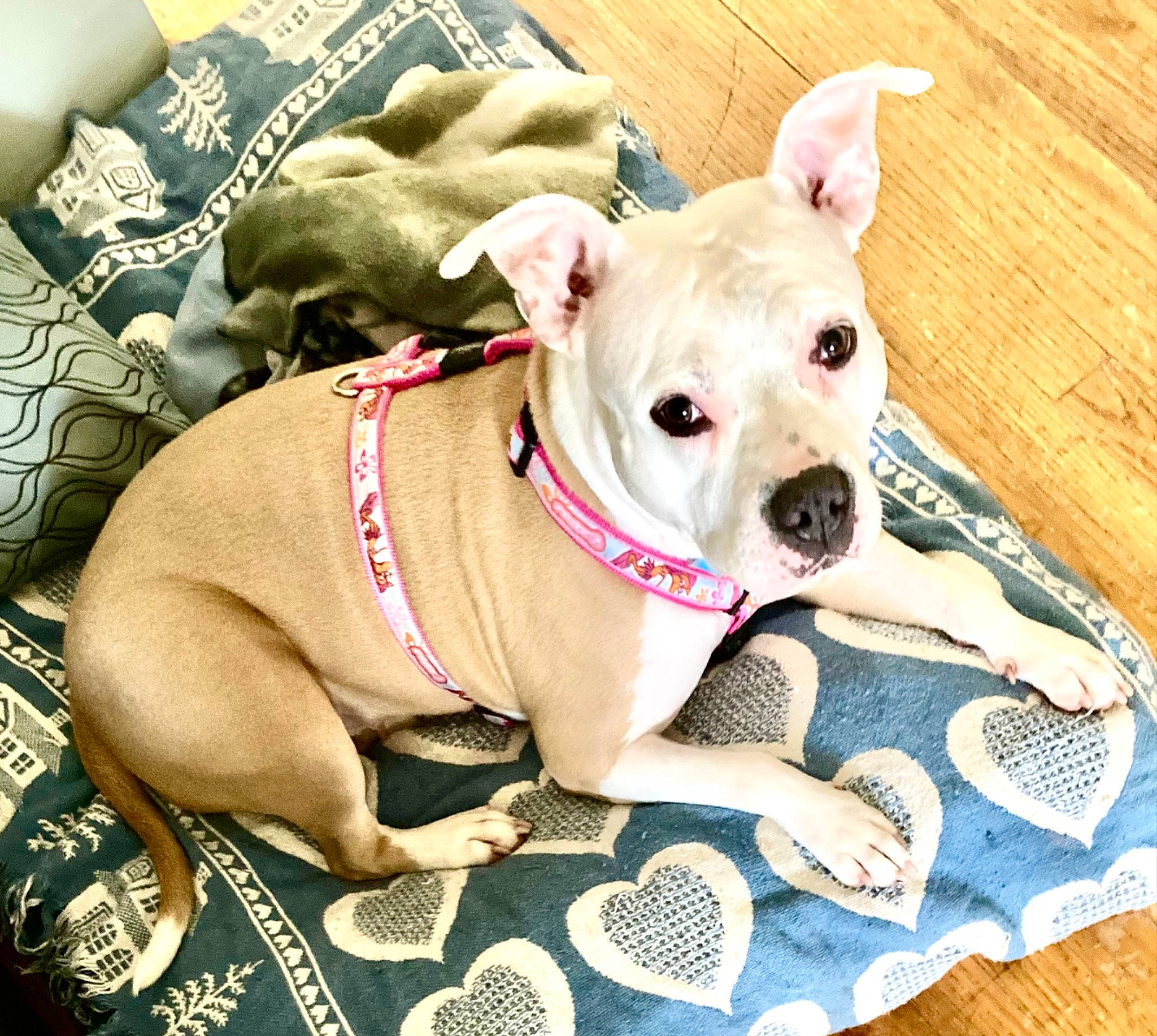 Lady is registered to the contest to win money with this photo: canidae, carnivore, collar, companion_dog, dog, dog_breed, dog_clothes, dog_collar, dog_supply, fawn, leash, linens, pattern, paw, pet_supply, snout, sporting_group, toy_dog, whiskers, working_animal