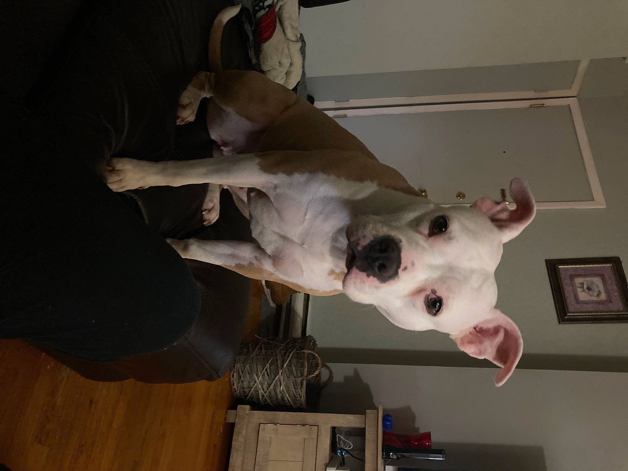 Lady joined the competition — help win amazing prizes! art, bone, canidae, carmine, carnivore, dog_breed, door, fawn, felidae, fur, hardwood, jaw, picture_frame, skeleton, skull, snout, sporting_group, whiskers, wood, working_animal