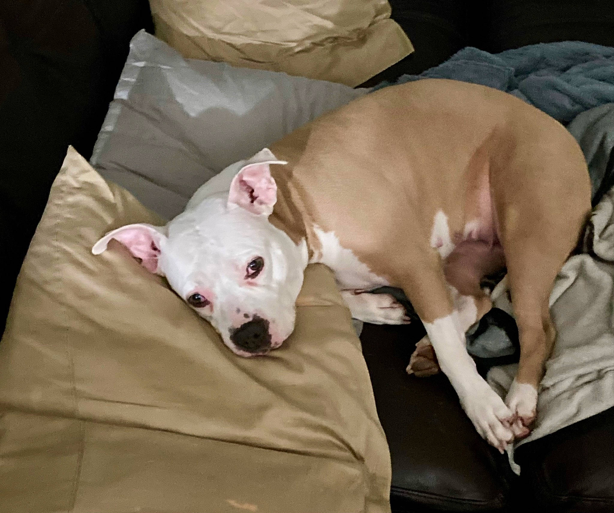 Lady is registered to the contest to win money with this photo: canidae, carnivore, comfort, companion_dog, couch, dog, dog_breed, dog_supply, dogo_argentino, fawn, guard_dog, linens, non_sporting_group, paw, snout, sporting_group, tail, terrestrial_animal, toy_dog, working_animal