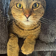 Cheeto Burrito is registered to the contest to win money with this photo: cat, tabby_cat, yellow_eyes, whiskers, cat_tree, cozy, feline, pet, indoor, closeup, curious, cute, animal, fur, paws, resting, looking, soft_texture, striped_fur, portrait