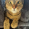 cat, tabby_cat, yellow_eyes, whiskers, cat_tree, cozy, feline, pet, indoor, closeup, curious, cute, animal, fur, paws, resting, looking, soft_texture, striped_fur, portrait