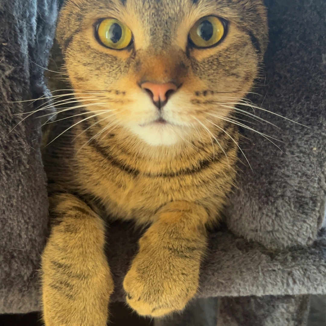 Cheeto Burrito is registered to the contest to win money with this photo: cat, tabby_cat, yellow_eyes, whiskers, cat_tree, cozy, feline, pet, indoor, closeup, curious, cute, animal, fur, paws, resting, looking, soft_texture, striped_fur, portrait