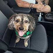 Basco is registered to the contest to win money with this photo: black_seat, car_interior, casual_clothing, closeup, companion, curly_hair, dog, driving, front_seat, hand_sanitizer, happy, human_arm, human_leg, indoors, leisure, pet, scarf, seat, tongue_out, vehicle