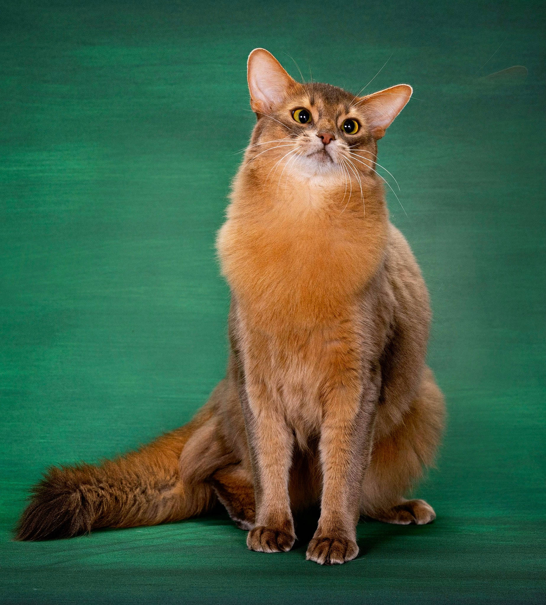 Mikko joined the competition — help win amazing prizes! carnivore, cat, claw, domestic_short_haired_cat, eye, fawn, felidae, flooring, foot, fur, paw, peach, small_to_medium_sized_cats, snout, tail, terrestrial_animal, whiskers, wildlife, window, wood