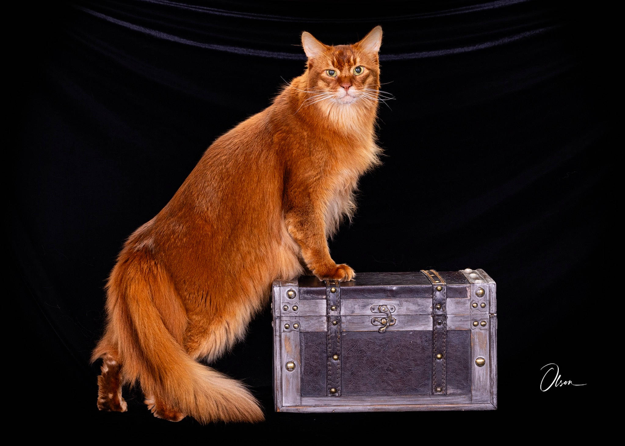 Phoenix joined the competition — help win amazing prizes! box, carnivore, cat, cat_supply, claw, domestic_short_haired_cat, event, fawn, felidae, fur, paw, plant, sitting, small_to_medium_sized_cats, snout, tail, terrestrial_animal, whiskers, wildlife, window