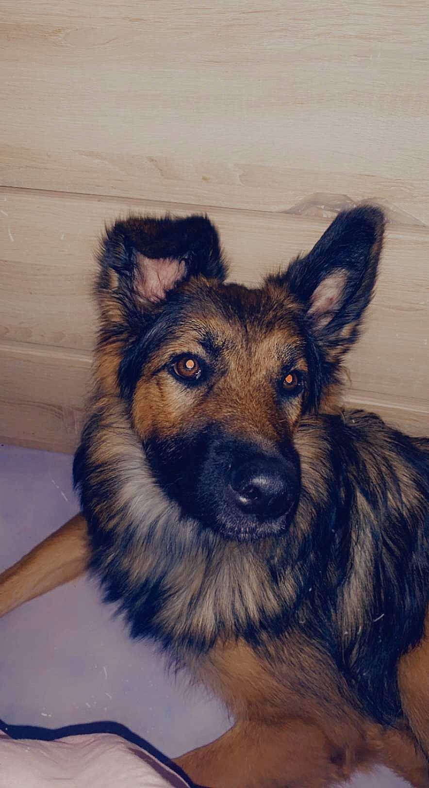 Sierra a rejoint le concours — aidez-le/la à gagner de superbes lots ! ancient_dog_breeds, canidae, carnivore, companion_dog, dog, dog_breed, fur, german_shepherd_dog, guard_dog, herding_dog, king_shepherd, snout, sporting_group, terrestrial_animal, whiskers, working_animal, working_dog