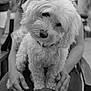 dog, white_dog, fluffy, pet, lap, person, hands, curious, head_tilt, black_and_white, portrait, seated, close_up, fur, collar, indoor, chair, relaxed, companion, animal
