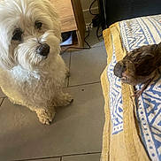 Chico participe au concours pour gagner de l'argent avec cette photo : dog, bird, indoor, floor, tile, furniture, curious, white_dog, small_bird, patterned_cloth, brown_bird, pet, animal, close_up, looking, domestic, companion, cute, curiosity, home
