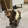 animal, brown, clothing, cute, dachshund, dappled_coat, dog, floppy_ears, furniture, indoors, pet, portrait, puppy, shadow, short_haired, standing, sweater, tile_floor, wide_eyes, wood_paneling