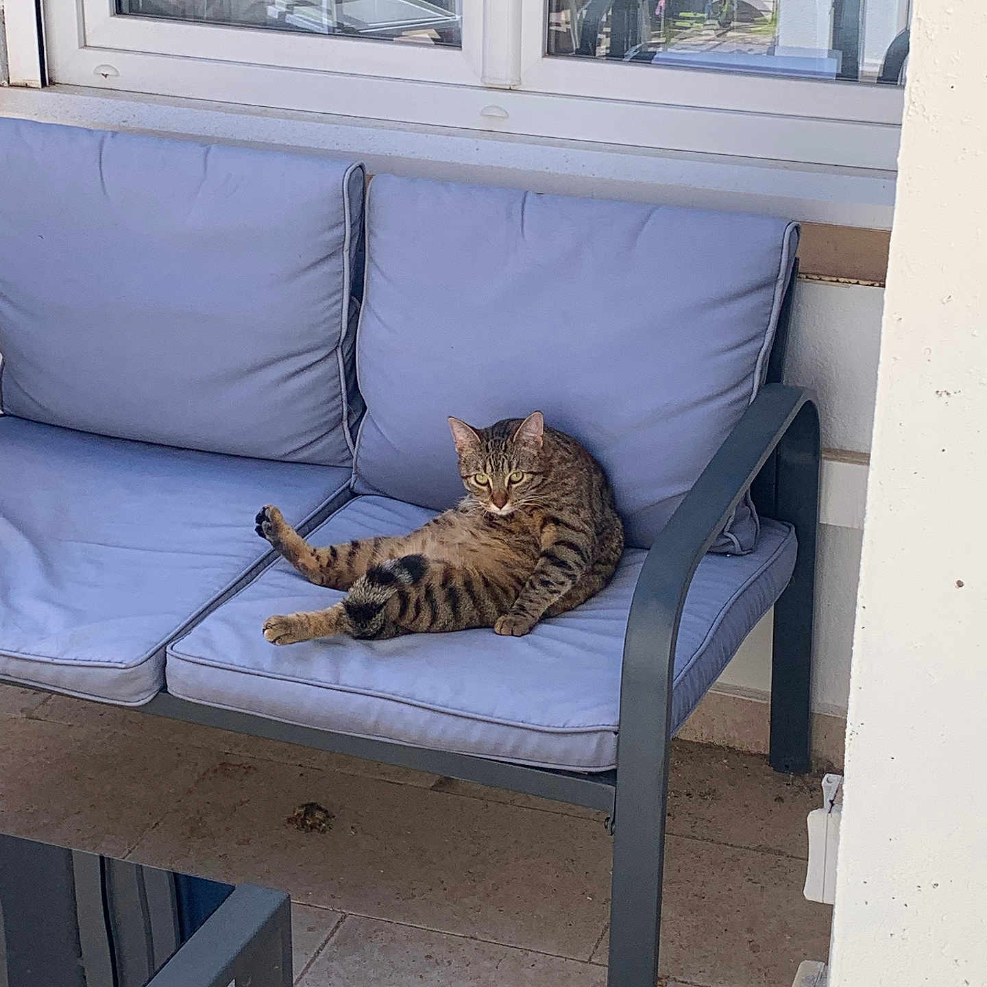 Divdiv participe au concours pour gagner de l'argent avec cette photo : animal, architecture, armchair, bench, building, cat, chair, chaise, couch, cushion, furniture, homedecor, indoors, kitten, livingroom, person, pet, room, window, windowsill