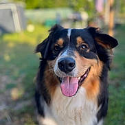 U Ston participe au concours pour gagner de l'argent avec cette photo : dog, animal, pet, outdoor, portrait, happy, tongue_out, fur, black, brown, white, grass, nature, blurred_background, canine, muzzle, ears, nose, daylight, friendly