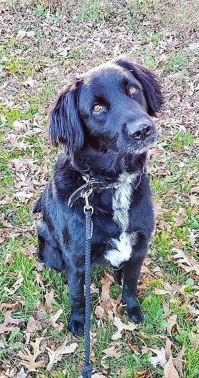 Pavlov Socrates joined the competition — help win amazing prizes! borador, canidae, carnivore, collar, companion_dog, dog, dog_breed, dog_collar, fur, grass, gun_dog, hunting_dog, liver, snout, sporting_group, whiskers, working_animal